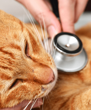 vet using a stethoscope on a cat