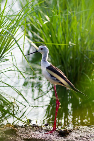 bird in wetlands