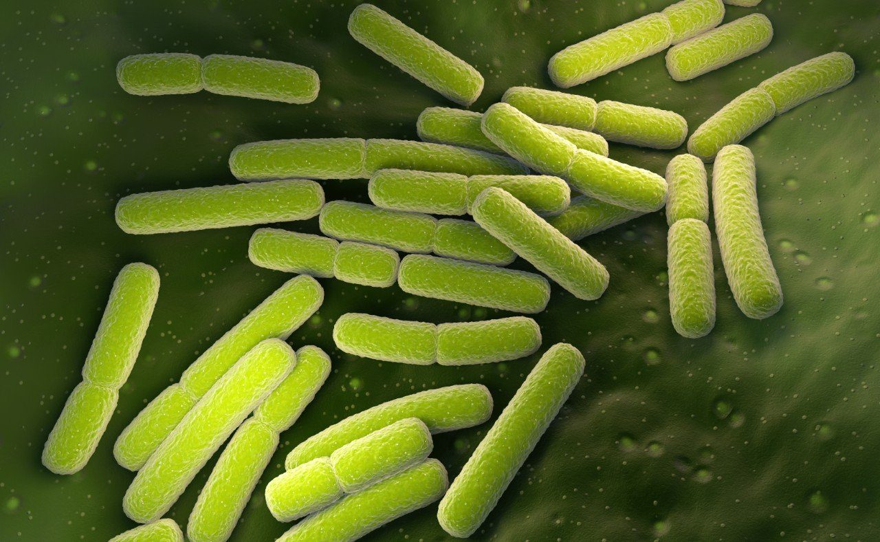 e-coli bacteria cells