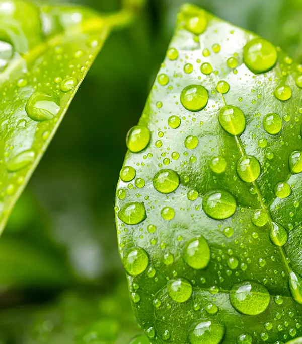 water droplets on green leaves - green savings concept
